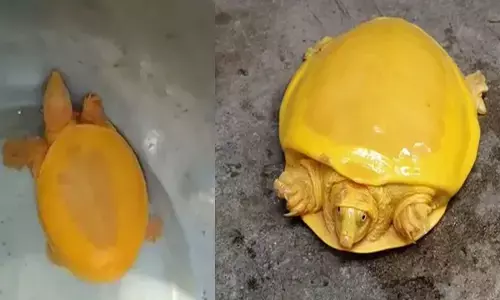 Rare Golden Tortoise Found In Odisha