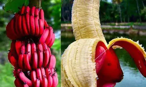 Red Banana Benefits