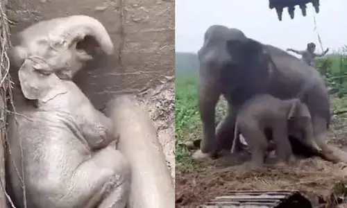 మ్యాన్ హోల్‌లో పడిపోయిన పిల్ల ఏనుగు (వీడియో)