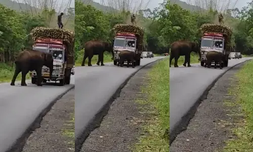 రోడ్ టాక్స్ వసూలు చేసిన గజరాజులు..!!
