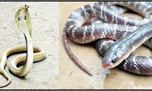 వామ్మో పాముకాటుతో అంతమంది చనిపోయారా!నిపుణులు ఏం చెబుతున్నారంటే