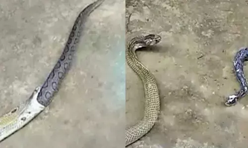 పామును మింగిన పాము... ఆ తర్వాత ఏం జరిగిందంటే..? (వీడియో)