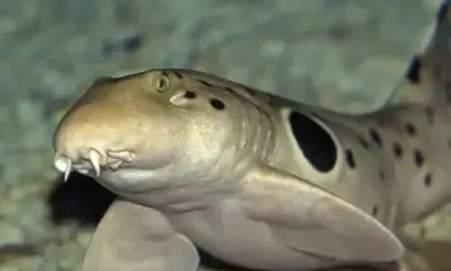 Cocaine Sharks : గంజాయి తింటున్న సొర చేపలు.. డ్రగ్ ఎక్కడ తీసుకుంటున్నాయో తెలిస్తే షాక్ అవ్వాల్సిందే..