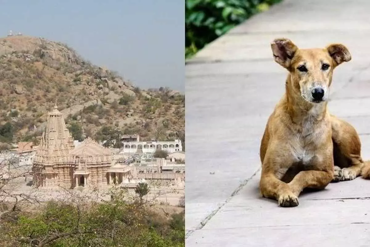 ఈ గ్రామంలో కుక్కలే కోటీశ్వరులు.. ఎలా సంపాదించాయంటే.. ఈ గ్రామంలో కుక్కలే కోటీశ్వరులు.. ఎలా సంపాదించాయంటే..