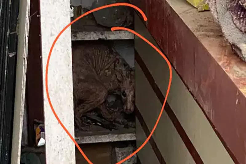 బిహార్లో గుర్తుతెలియని జంతువు కలకలం.. కుక్కలాంటి ముంగీస..?! (వీడియో) బిహార్లో గుర్తుతెలియని జంతువు కలకలం.. కుక్కలాంటి ముంగీస..?! (వీడియో)