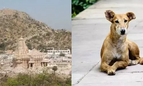 ఈ గ్రామంలో కుక్కలే కోటీశ్వరులు.. ఎలా సంపాదించాయంటే..