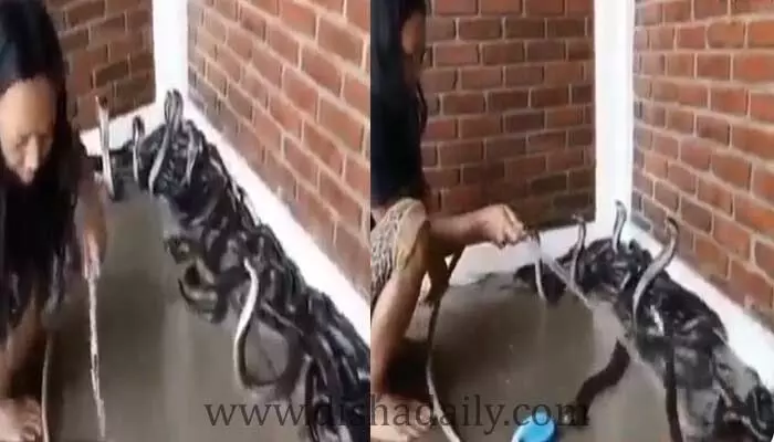 బుసలు కొడుతున్న నాగుపాములకు స్నానం చేయిస్తున్న మహిళ (వీడియో) బుసలు కొడుతున్న నాగుపాములకు స్నానం చేయిస్తున్న మహిళ (వీడియో)