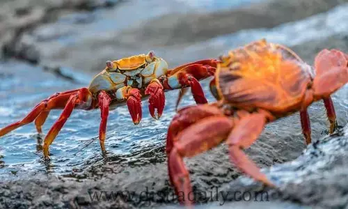 ఎండ్రకాయల పెంకులతో ఎకో-ఫ్రెండ్లీ బ్యాటరీ..