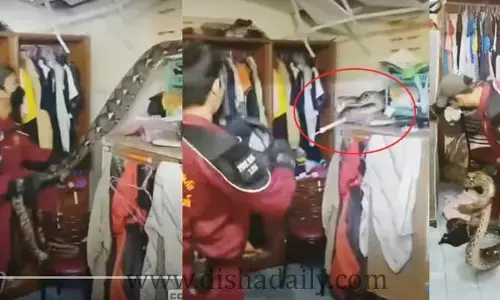 వామ్మో ఎంత పెద్ద పామో... చూడకండి భయపడుతారు! (వీడియో)
