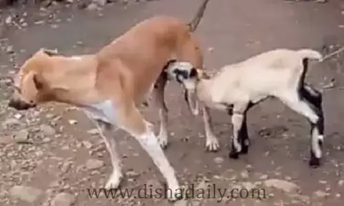 మేక పిల్లకు పాలిచ్చిన శునకం