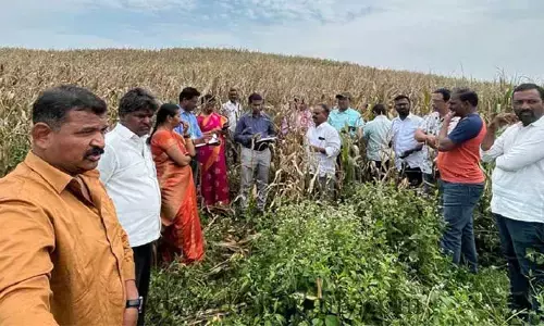 జిల్లా కేంద్రంలో మొక్కజొన్న పరిశోధన శాస్త్రవేత్తల సందర్శన