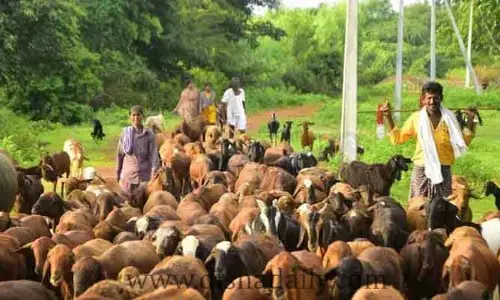గొర్రెల పెంపకదారులకు గుడ్ న్యూస్​