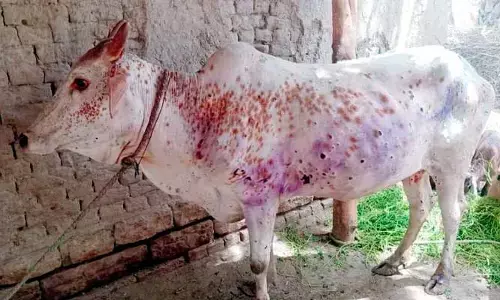 లంపీ వైరస్‌తో వారి జీవితాలలో కలవరం