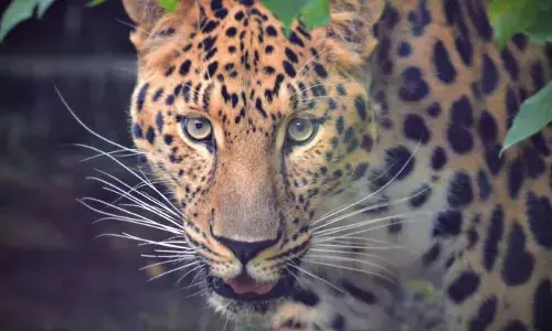 Leopard : పంట పొలాల్లో చిరుతపులి కలకలం.. తీవ్ర భయాందోళనలో గ్రామస్తులు