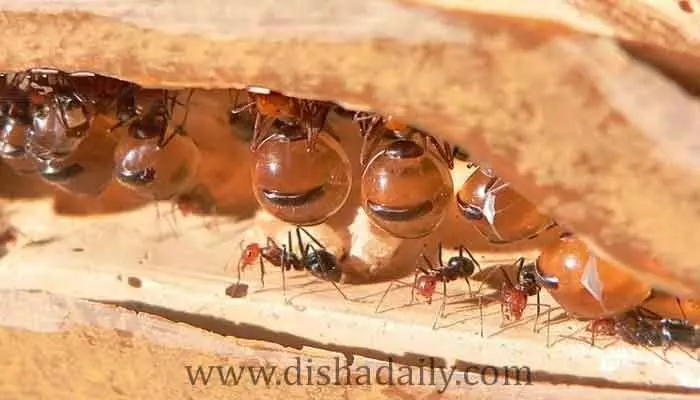 Honeypot Ants.. తేనె ఉత్పత్తి చేస్తున్న ఏకైక చీమల జాతి (వీడియో)