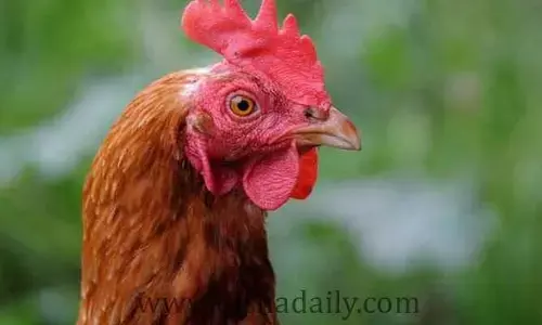 కోడి కూస్తుందని ఫిర్యాదు చేసిన డాక్టర్ మోడీ.. అసలు కారణం ఏమిటంటే?