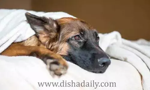 Crime News :పెంపుడు కుక్కపై యువకుడు అత్యాచారం.. వీడియో తీసి..