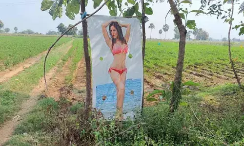 వారెవ్వా!.. మిర్చి తోటకు ఏకంగా సన్నిలియోన్ నే కాపలా పెట్టిన రైతు