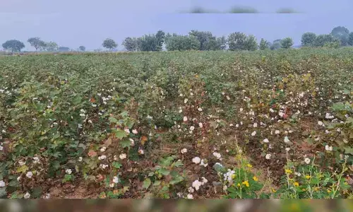 రైతన్నల్లారా జాగ్రత్త: పత్తి చేన్లలో దొంగలు