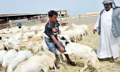 కామన్ మ్యాన్ డైరీ: ఊపిరి తీసిన ఎడారి బతుకు
