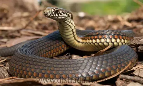 Hyderabad : హైదరాబాద్ లో వేలకొద్ది పాములు.. షాక్ లో నెటిజన్స్