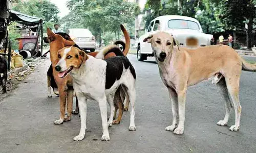 కుక్కలు మనిషి చావును ఎలా ముందే పసి గడుతాయి..?