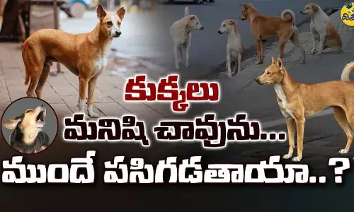 కుక్కలు మనిషి చావును ముందే పసిగడతాయా? (వీడియో)