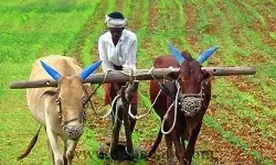 అన్నదాతకు అప్పుల బాధ.. భరోసాపై ఆశలు వదులుకున్న రైతులు అన్నదాతకు అప్పుల బాధ.. భరోసాపై ఆశలు వదులుకున్న రైతులు