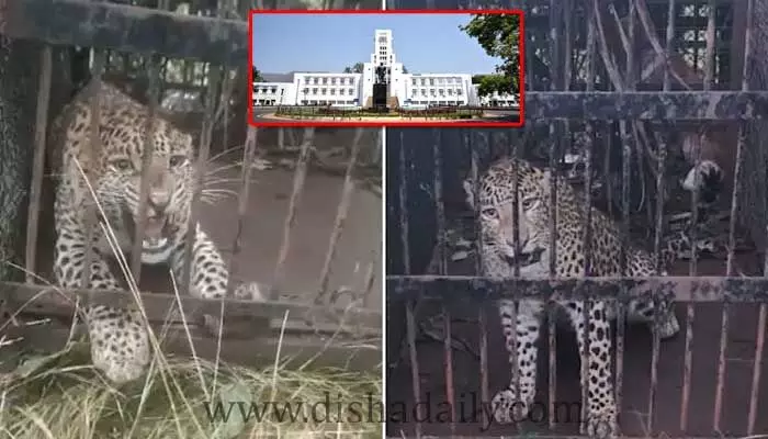 Tirupati: ఎట్టకేలకు చిక్కిన చిరుత పులి Tirupati: ఎట్టకేలకు చిక్కిన చిరుత పులి