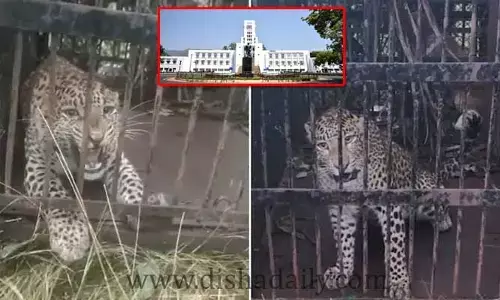 Tirupati: ఎట్టకేలకు చిక్కిన చిరుత పులి