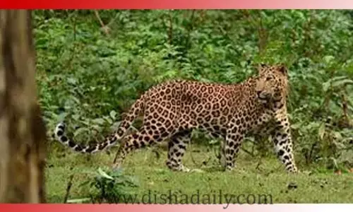 Tirumala: అలిపిరి నడకమార్గంలో మళ్లీ చిరుత కలకలం