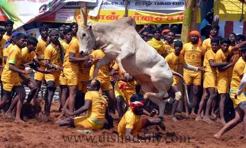 Jallikattu : మదురై జల్లికట్టు పోటీలో గెలిచిన యువకుడికి కళ్ళు చెదిరే బహుమతులు