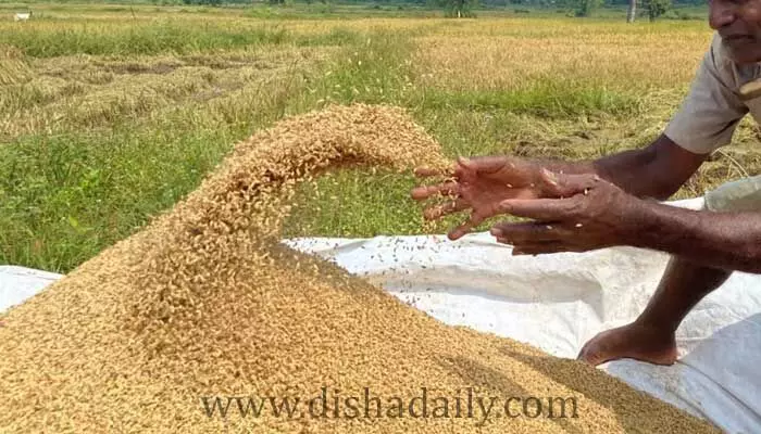సంక్రాంతి వేళ వరి రైతు పరిస్థితి మరీ ఇంత దారుణమా..! సంక్రాంతి వేళ వరి రైతు పరిస్థితి మరీ ఇంత దారుణమా..!