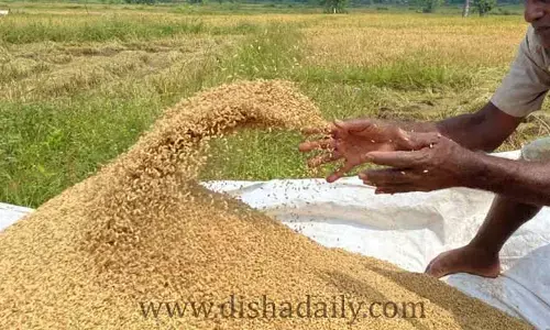 సంక్రాంతి వేళ వరి రైతు పరిస్థితి మరీ ఇంత దారుణమా..!