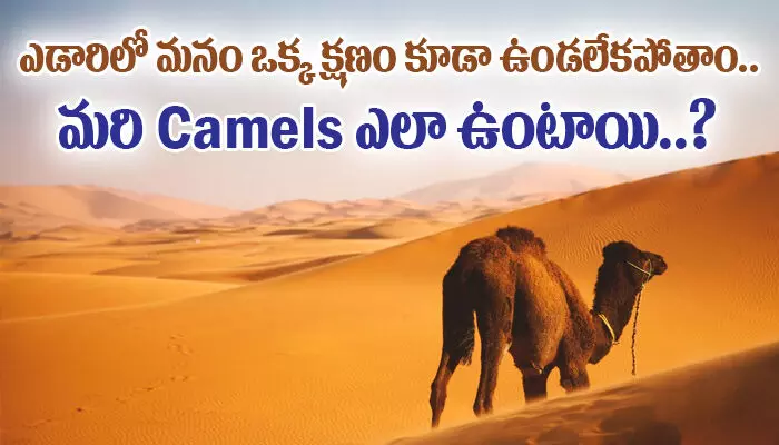 ఎడారిలో మనం ఒక్క క్షణం కూడా ఉండలేకపోతాం.. మరి Camels ఎలా ఉంటాయి..?