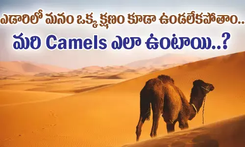 ఎడారిలో మనం ఒక్క క్షణం కూడా ఉండలేకపోతాం.. మరి Camels ఎలా ఉంటాయి..?
