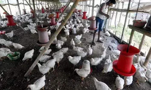 కథా-సంవేదన: స్వేచ్ఛ