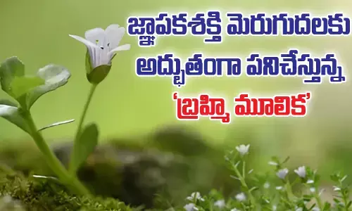 జ్ఞాపకశక్తి మెరుగుదలకు అద్భుతంగా పనిచేస్తున్న బ్రహ్మి మూలిక