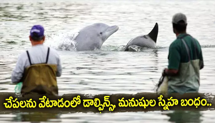 చేపలను వేటాడంలో డాల్ఫిన్స్, మనుషుల స్నేహ బంధం.. చేపలను వేటాడంలో డాల్ఫిన్స్, మనుషుల స్నేహ బంధం..