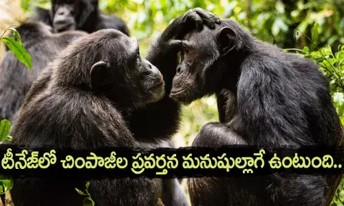 టీనేజ్‌లో చింపాజీల ప్రవర్తన మనుషుల్లాగే ఉంటుంది.. అధ్యయనంలో వెల్లడి