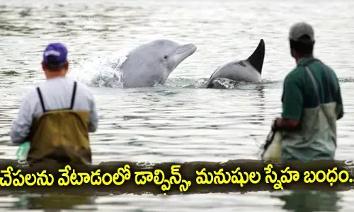 చేపలను వేటాడంలో డాల్ఫిన్స్, మనుషుల స్నేహ బంధం..
