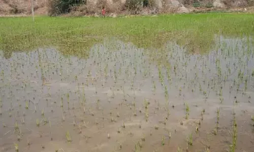 వన్య ప్రాణుల బెడద... అన్నదాతల వ్యధ