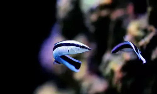 ఫొటోల్లో తమను తాము గుర్తిస్తున్న చేపలు..