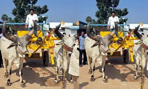 బాహుబలి ఎద్దులపై సవారి చేసిన జ్యోతుల నెహ్రూ, నవీన్
