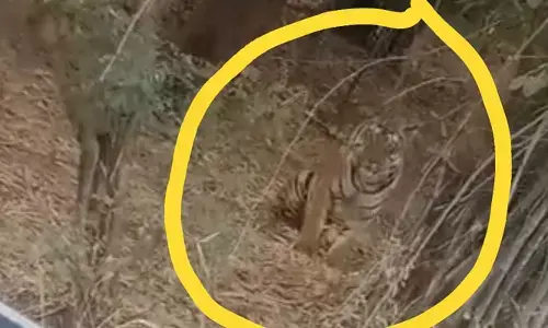 సిర్పూర్‌లో పులి సంచారం..