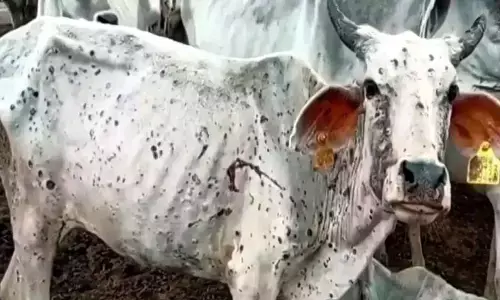 కామారెడ్డి జిల్లాలో లంపి స్కిన్ వైరస్ కలకలం