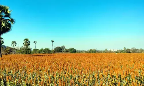 ఎర్రజొన్న విత్తన వ్యాపారుల మాఫియా సిండికేట్