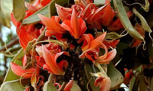 Moduga Flower: మోదుగ పువ్వు ఉపయోగాలేంటో తెలుసా?