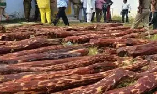 Ap News: 5,376 టన్నుల ఎర్రచందనం విక్రయానికి అనుమతి
