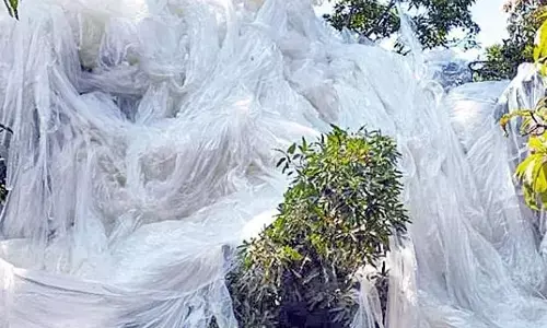 పంటపొలాల్లో కుప్పకూలిన భారీ బెలూన్